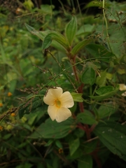Thunbergia atriplicifolia