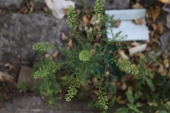 Lepidium virginicum