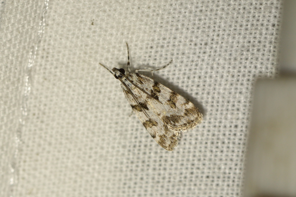 Scoparia ingratella