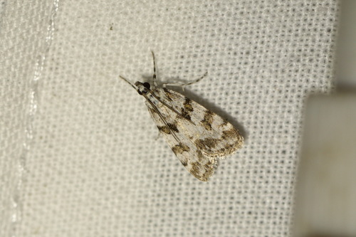 Eudorée de Zeller