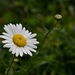 Oxeye Daisy - Photo (c) tobypcr, some rights reserved (CC BY-NC), uploaded by tobypcr