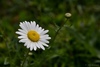 Oxeye Daisy - Photo (c) tobypcr, some rights reserved (CC BY-NC), uploaded by tobypcr