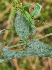 Podosphaera fuliginea