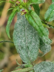 Podosphaera fuliginea