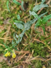 Podosphaera fuliginea