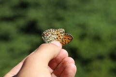 Argynnis niobe