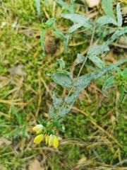 Podosphaera fuliginea