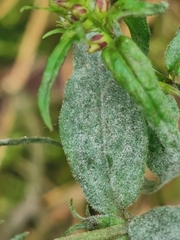 Podosphaera fuliginea