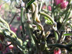 Crematogaster peringueyi