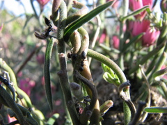 Crematogaster peringueyi