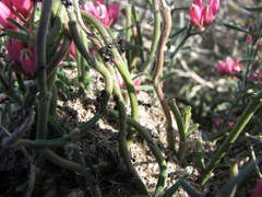 Crematogaster peringueyi