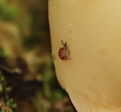 Euconulus fulvus