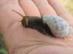 Bulimulidae