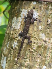 Hemidactylus garnotii