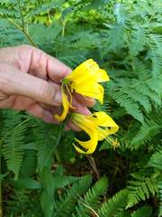 Lilium parryi