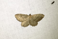 Philereme vetulata