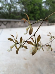 Encyclia adenocarpa