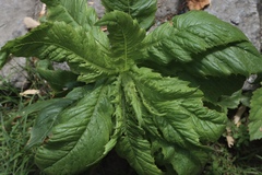 Erechtites hieraciifolius