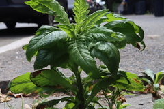 Erechtites hieraciifolius