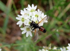 Cylindromyia interrupta