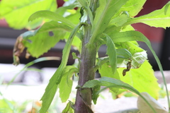 Erechtites hieraciifolius