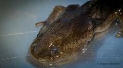 Ambystoma velasci