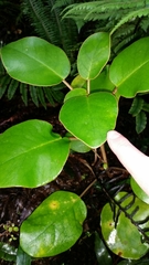 Brachyglottis rotundifolia