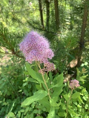 Spiraea × pyramidata