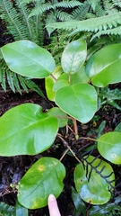 Brachyglottis rotundifolia