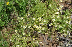 Saxifraga aspera