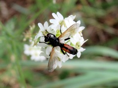 Cylindromyia interrupta
