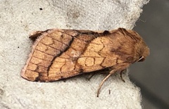 Pyrrhia exprimens