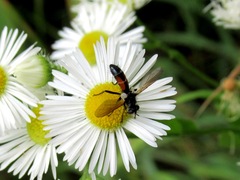 Cylindromyia interrupta