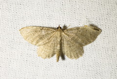 Philereme vetulata