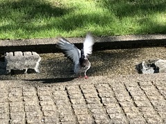 Columba livia domestica