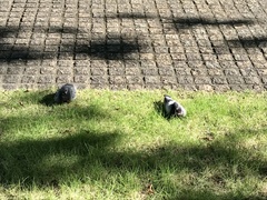 Columba livia domestica