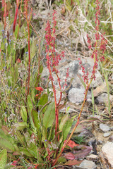 Rumex arcticus