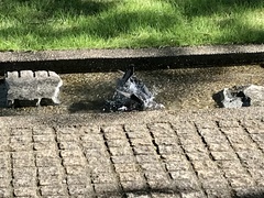 Columba livia domestica