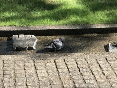 Columba livia domestica