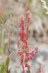 Rumex arcticus