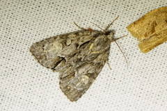 Acronicta strigosa