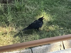 Corvus macrorhynchos japonensis