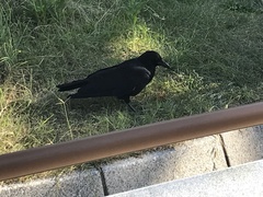 Corvus macrorhynchos japonensis