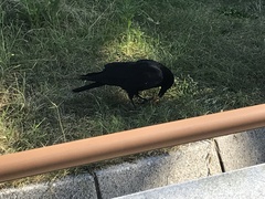 Corvus macrorhynchos japonensis