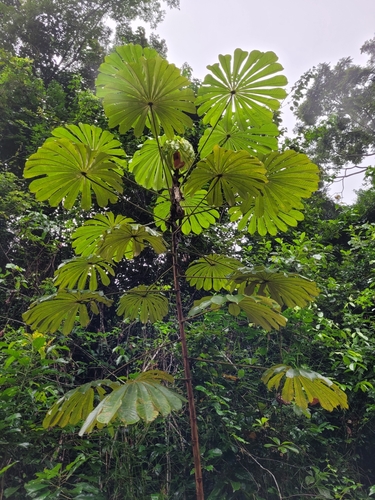 Image of Musanga cecropioides by (c) Roland Godon, some rights reserved (CC BY)