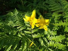 Lilium parryi