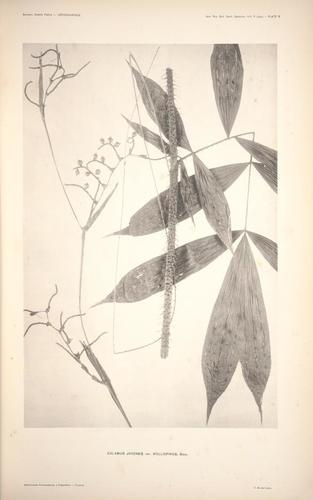Calamus impar