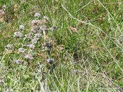Marrubium supinum
