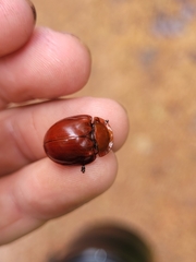 Conchyloctenia hepatica