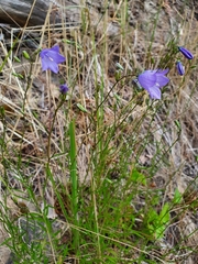 Campanula rotundifolia
